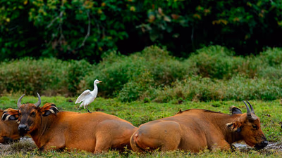 Odzala-Kokoua Ultimate Safari (10 Days)